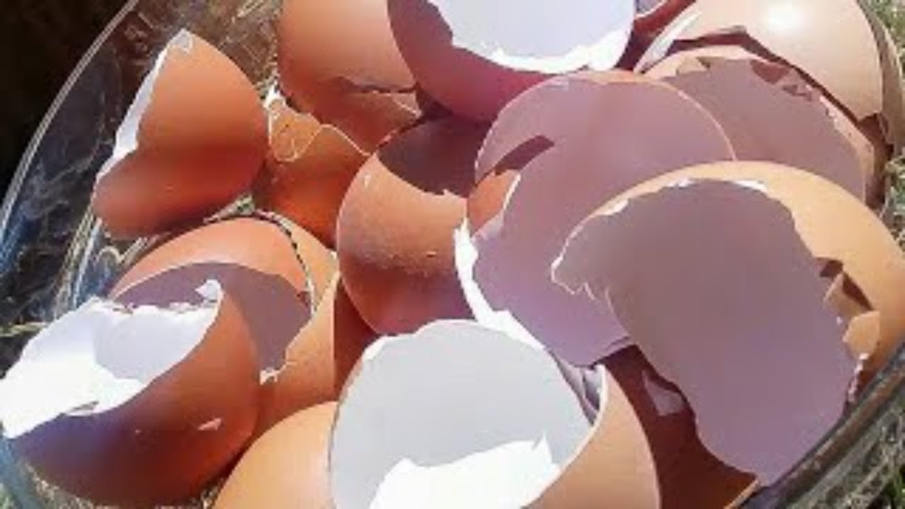 ethiopia የእንቁላል ቅርፊት ሌላው ጥቅም/ Don't throw away egg shells/ ethiopian girl life