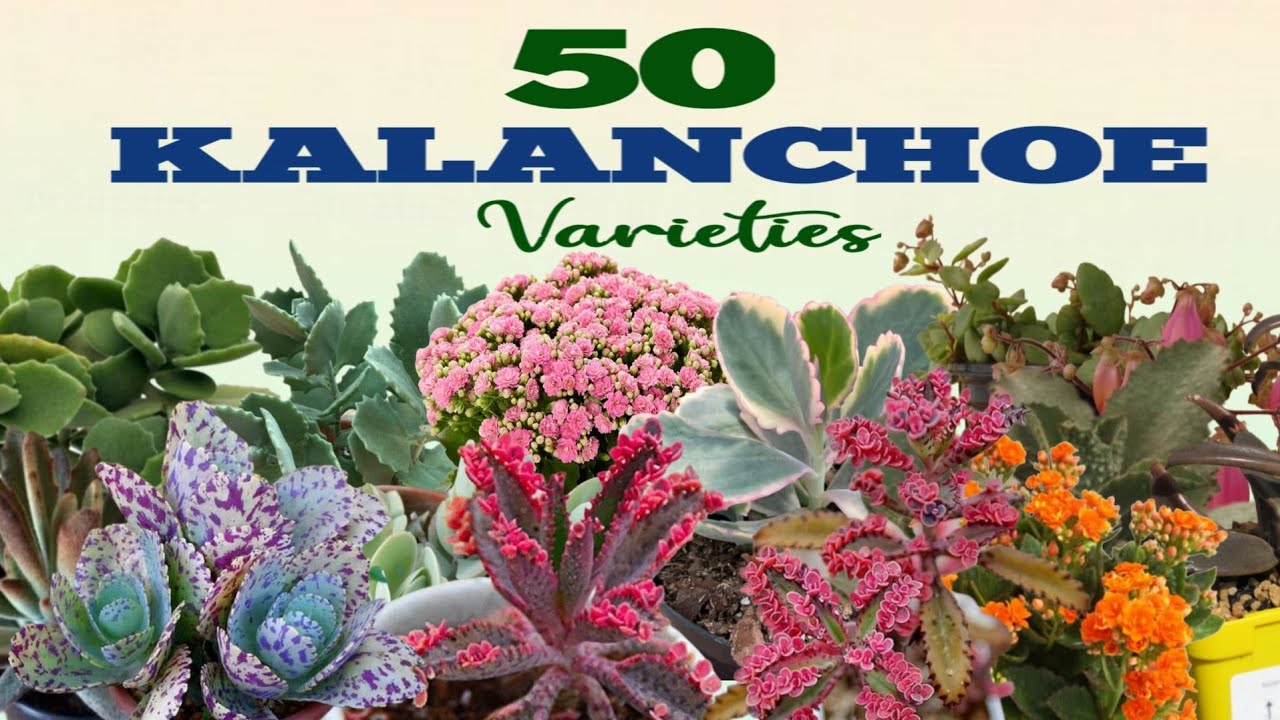50 KALANCHOE PLANT VARIETIES