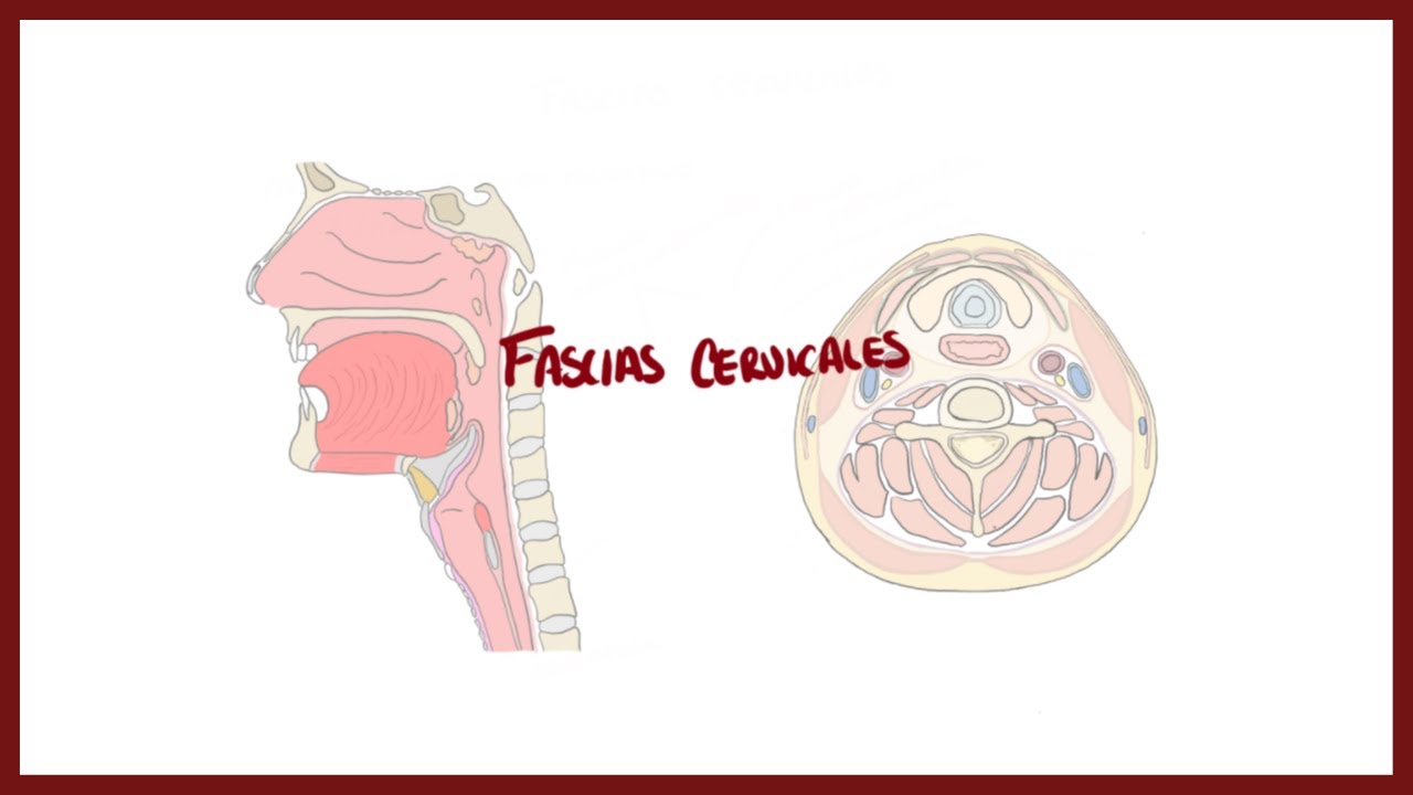 ANATOMIA | Fascias cervicales | BLASTO