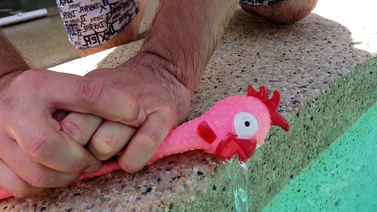 Local man saves chicken from drowning!