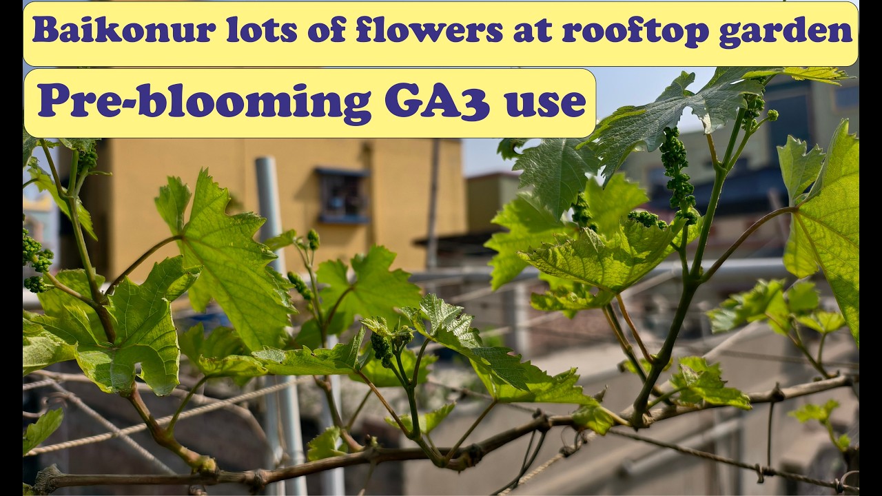 Baikonur flowers at rooftop garden pre-blooming GA3 use 18 February 2026