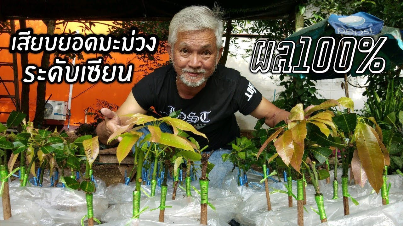 การเสียบยอดมะม่วงระดับเซียน ทำจริง ได้ผลจริง100% มือใหม่ต้องดู l Pai91.5