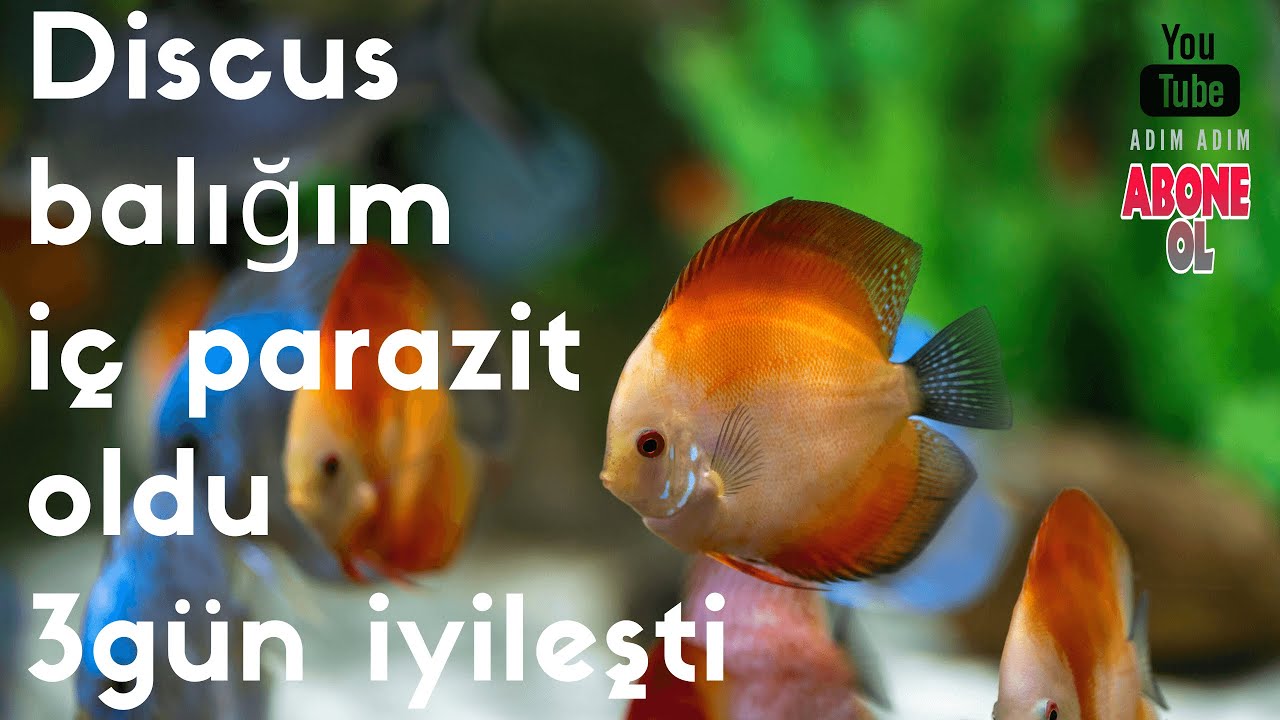 Discus'um iç parazit oldu ve 3 günde iyileşti