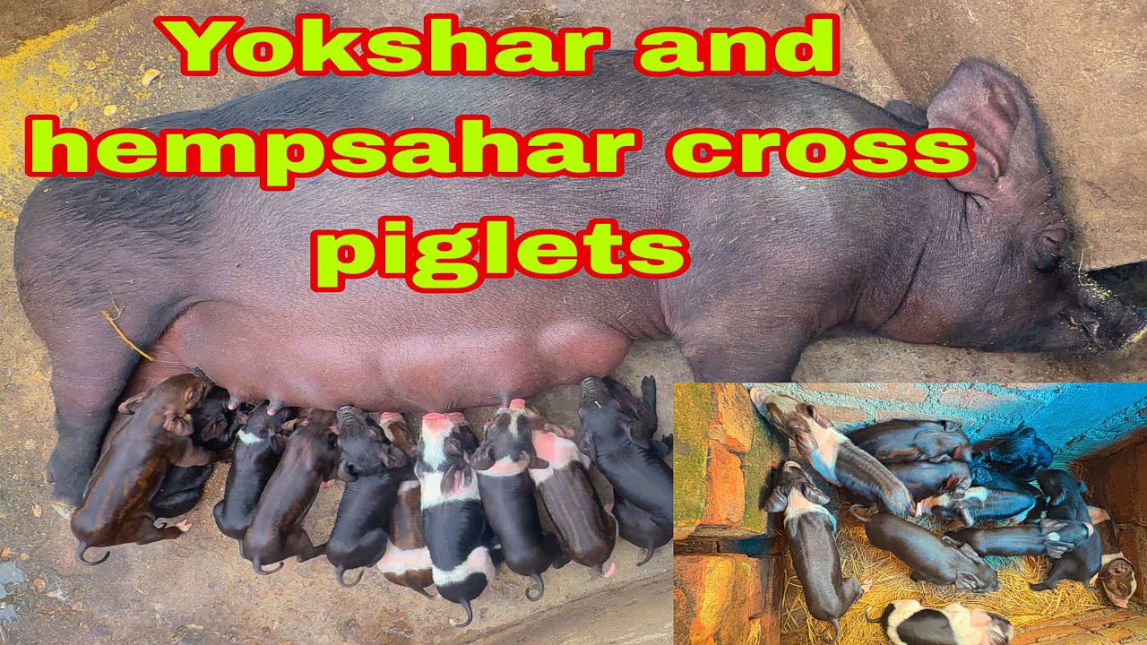 #हेमसार र योकसार क्रश पाठा पाठीहरू भर्खरै जन्मेका जम्मा १२ वटा😮🐖😮