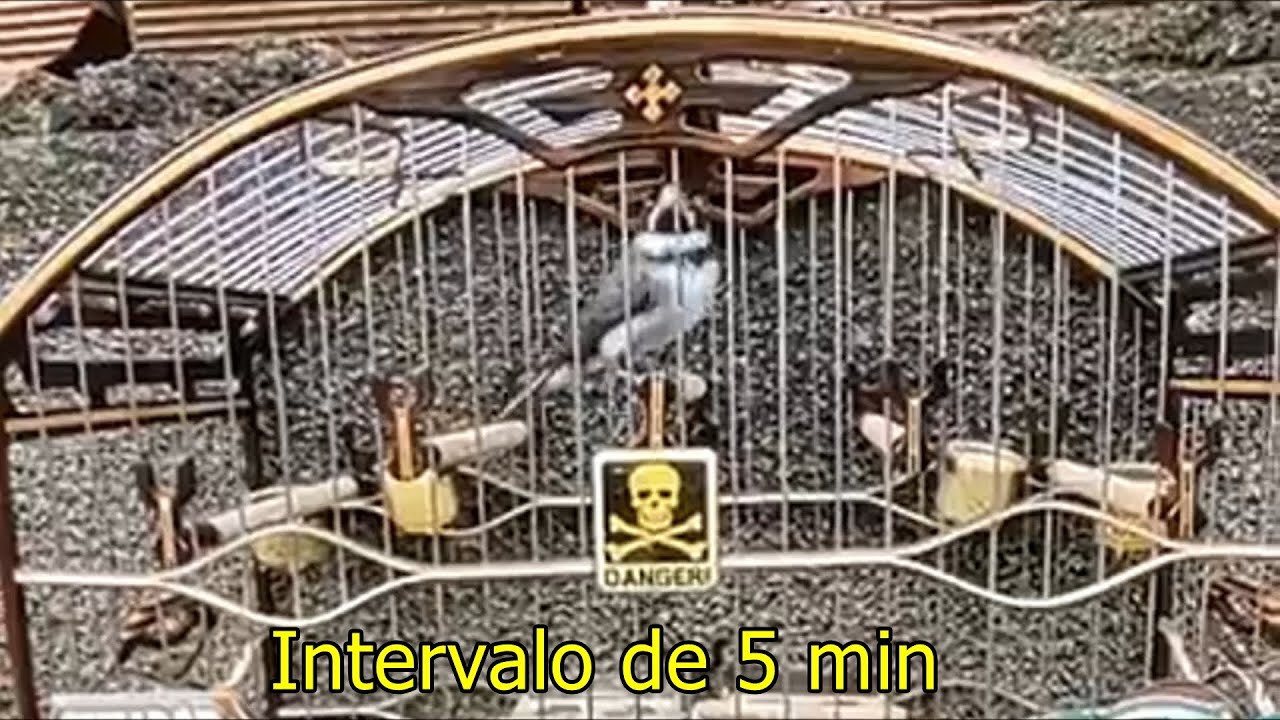 Coleiro Ceifador professor de canto para machos ☠️ com intervalo