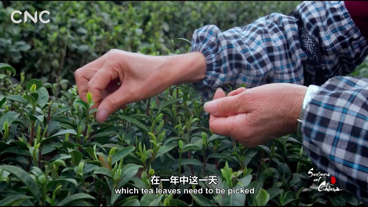 Seasons of China| Chinese 24 Solar Terms: Guyu (Grain Rain)