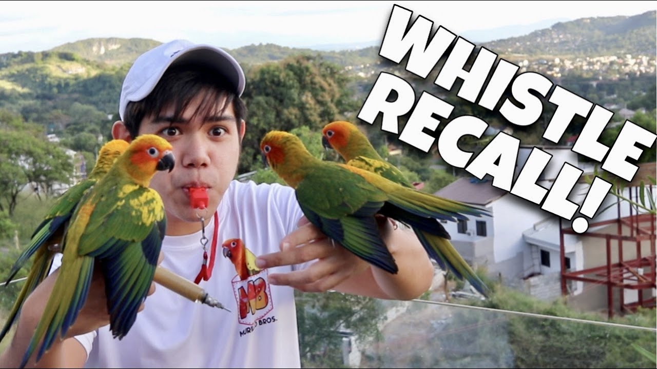 WHISTLE RECALL FOR OUR SUN CONURE BIRDS! Training sa bagong bahay sa Antipolo! (IBON) | Murillo Bros