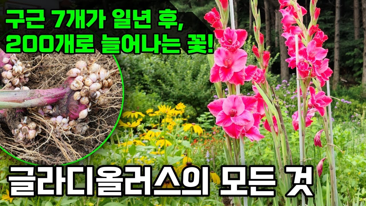 번식력 최강의 구근 화초 | 글라디올러스의 모든 것 | 구근 7개로 일년만에 200개 이상 만들기