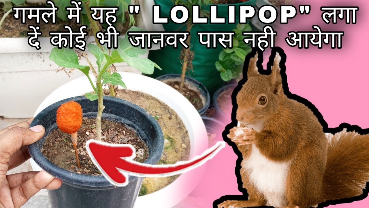 पौधे को गिलहरी से कैसे बचाएं || how to protect plants from squirrels