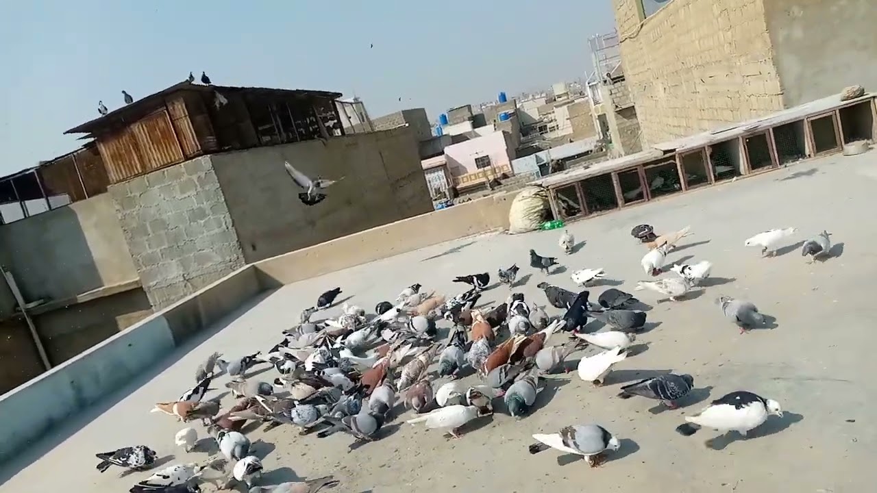 Gola kabutar Ki Ladai