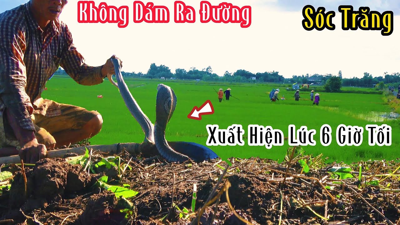 Sóc Trăng (Tập 16) Người Phụ Nữ Dặm Lúa Phát Hiện Rắn Bò Qua Đường Lúc 6 Giờ Tối| Mười Thương SB