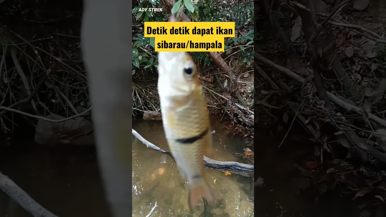 Nekad!! mancing di hutan belantara 