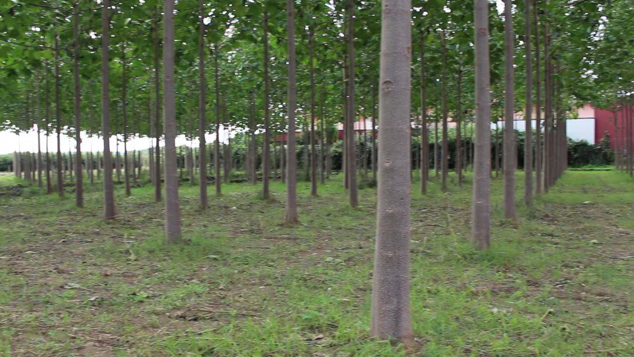 Paulownia Trees, Paulownia Cotevisa 2