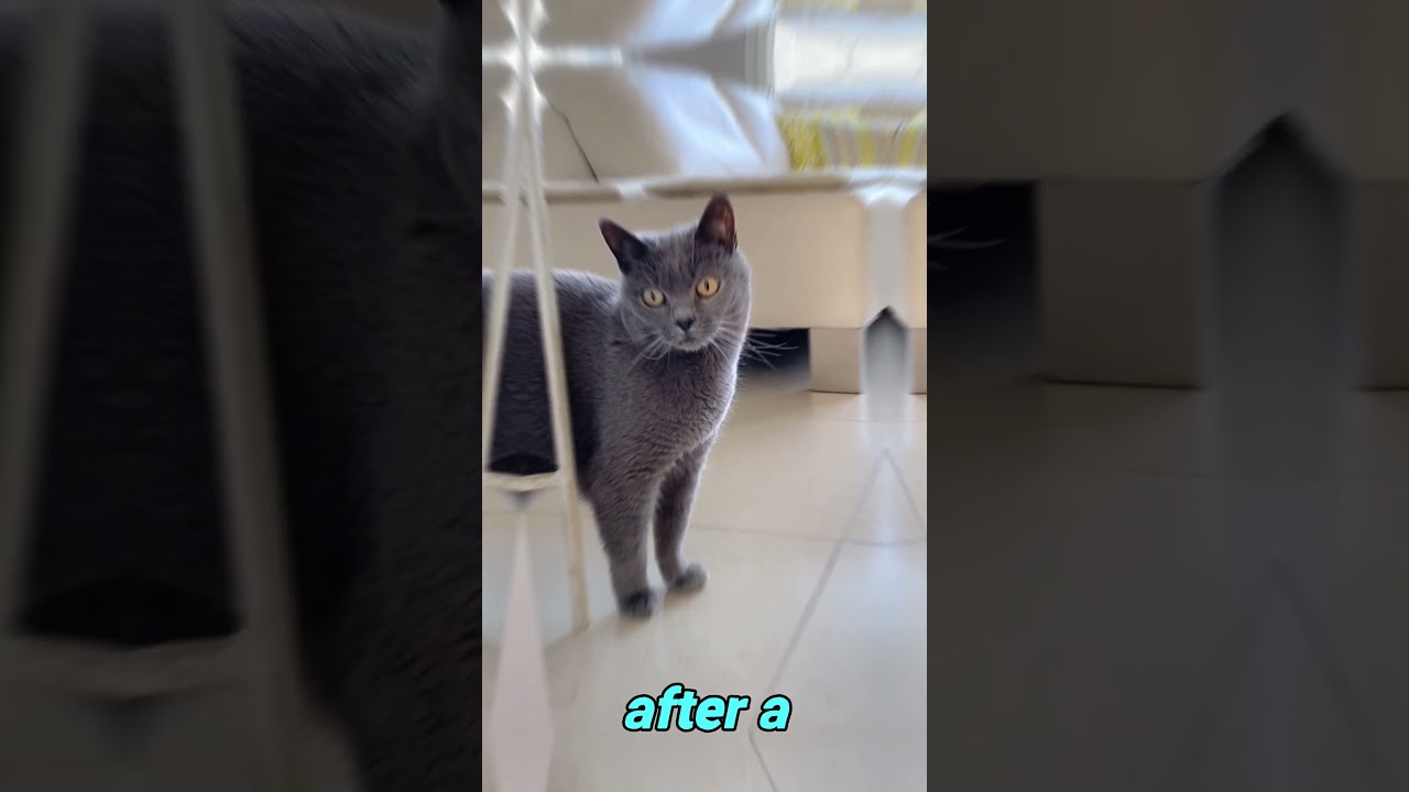 Meet the Chartreux Cats: 5 Captivating Traits | From France with Love! - FelineGood #shorts
