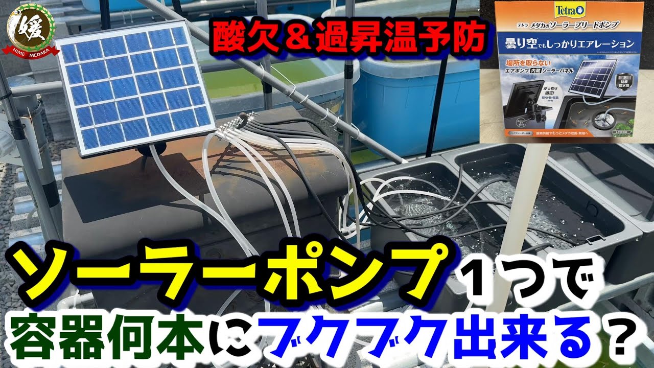 メダカ用ソーラーポンプは容器何個までエアーを供給出来る？屋外にコンセントがなくても出来る酸欠＆水温上昇対策！～【媛めだか/テトラ】