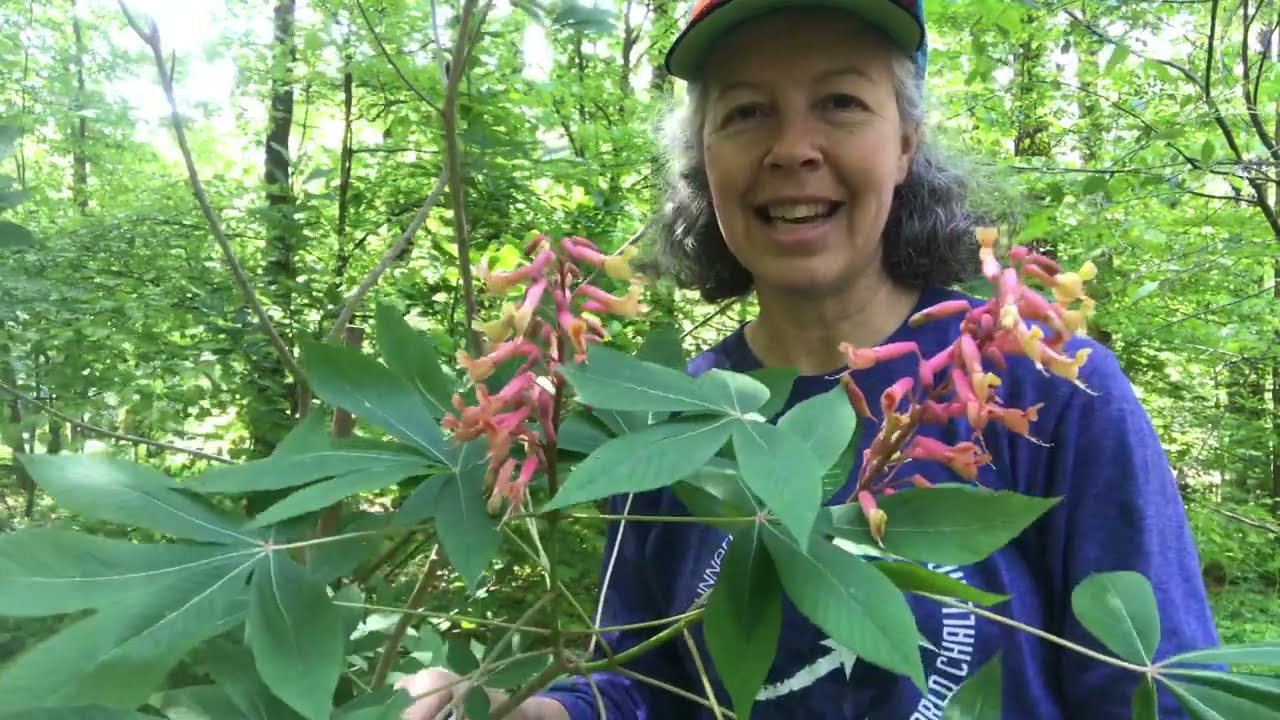 Aesculus pavia (конский каштан)