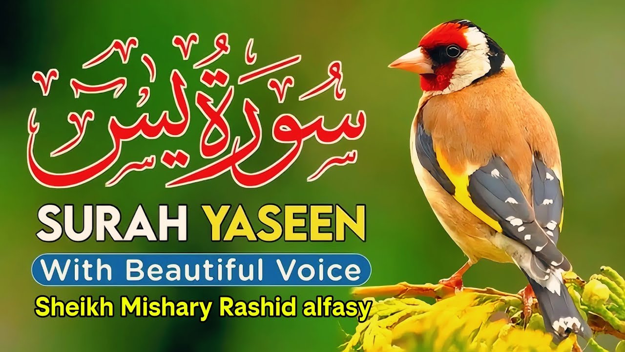 Surah Yaseen in voice of sheikh Mishary Rashid alfasy #Allah#allahuakbar 