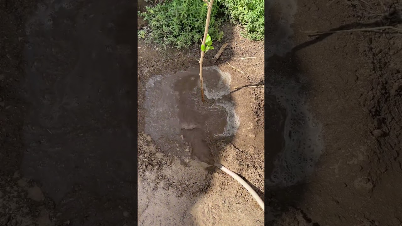 أفضل وقت لزراعة الاشجار الشتاء ؟🌲