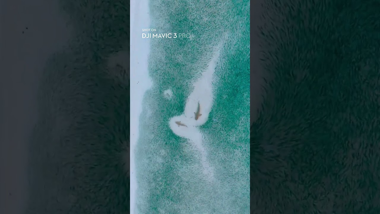 🦈 Sharks in Crystal-Blue Waters | Cinematic Maldives Drone Footage with Mavic 3 Pro