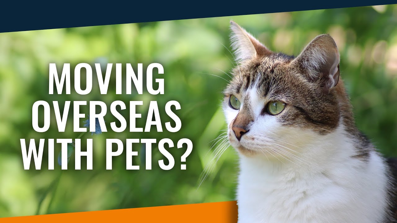 Pet Relocation - Moving Pets Overseas - Moving with Dogs - Moving with Cats 