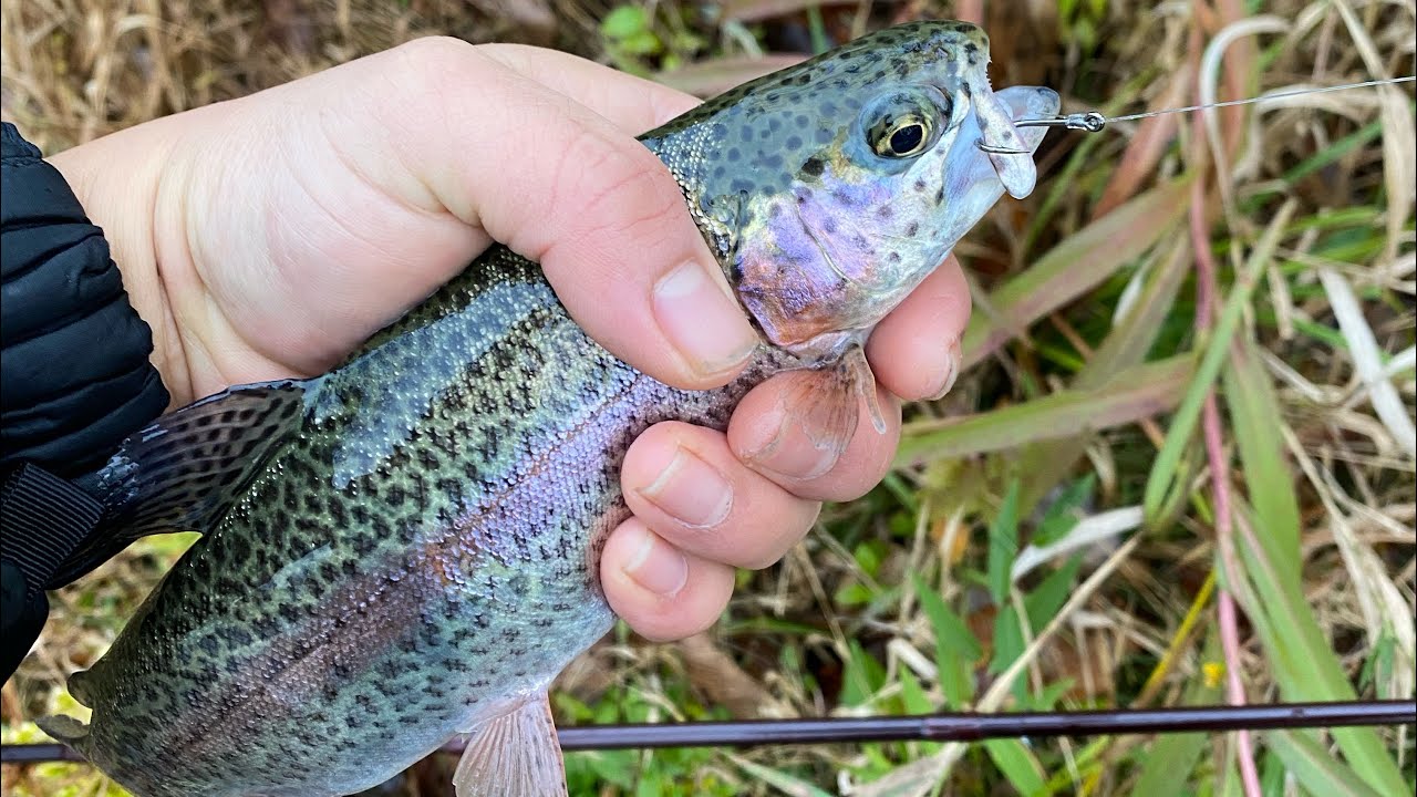 COMO PESCAR TRUCHAS CON CARNADA VIVA PESCA DE TRUCHAS 2020 Chicago Illinois