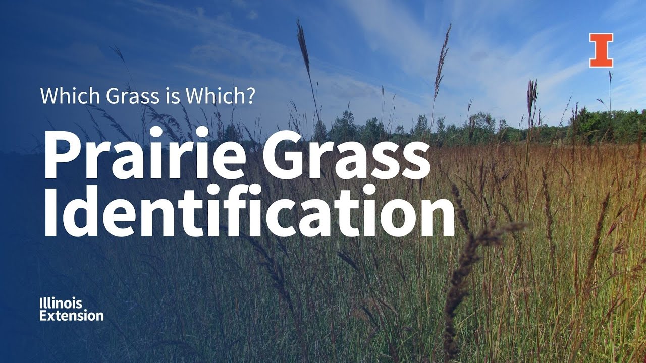 Prairie Grass Identification: Which Grass is Which Webinar Series