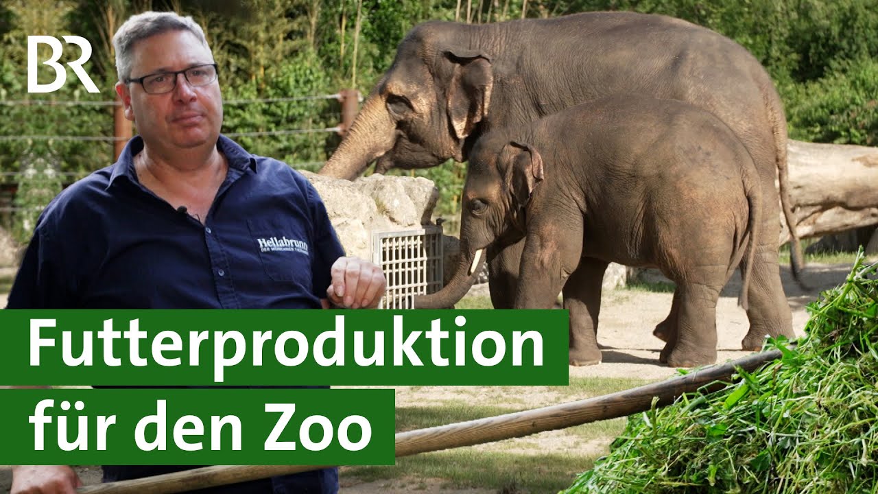 Tierpark München: Woher das Futter für Elefant und Co. kommt | Unser Land | BR