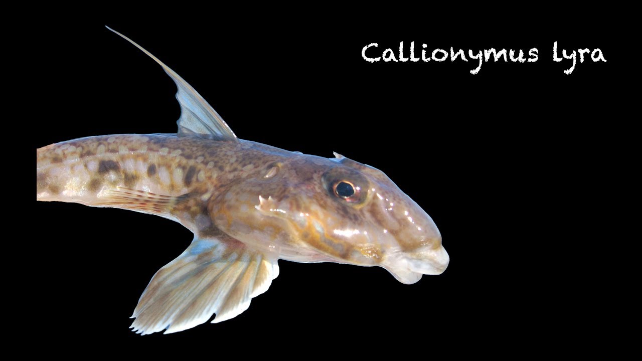Callionymus lyra (dragón de arena, primita)