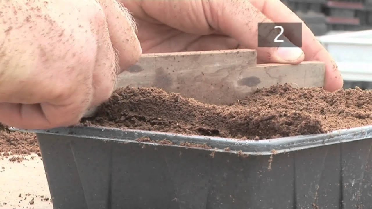 How To Plant Seeds in Starting Trays