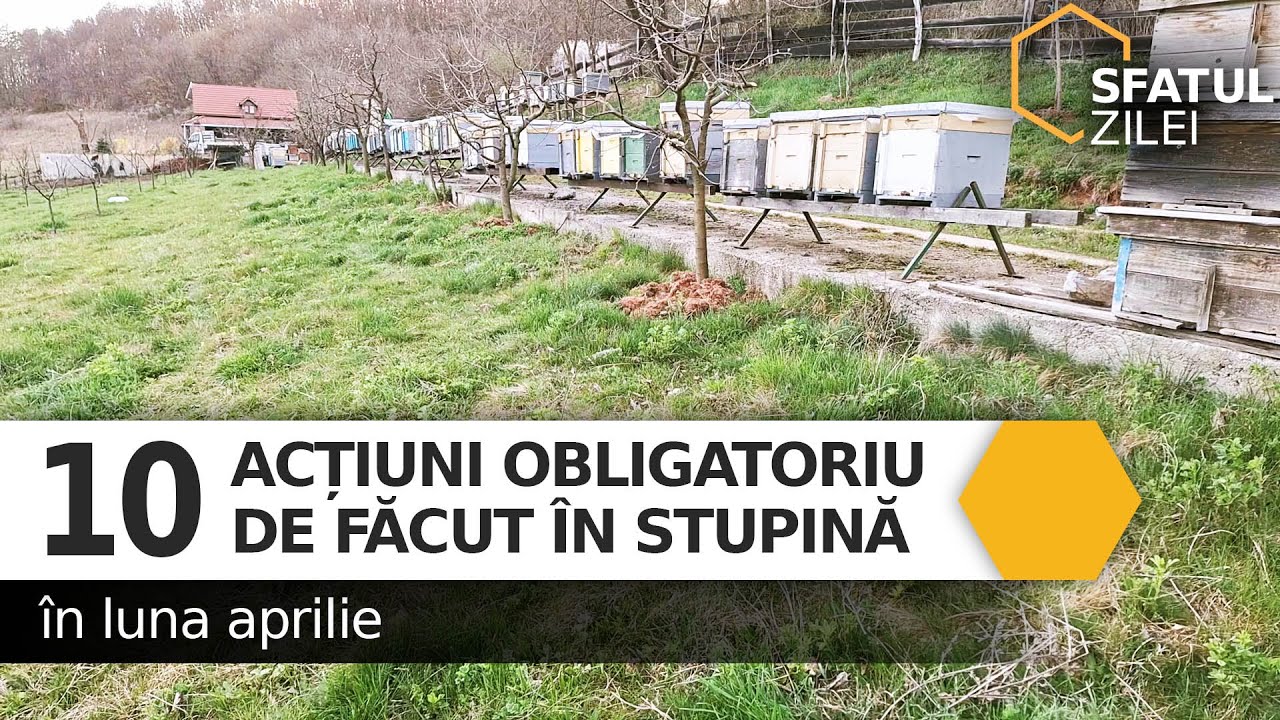 10 actiuni obligatoriu de facut in stupina in luna aprilie