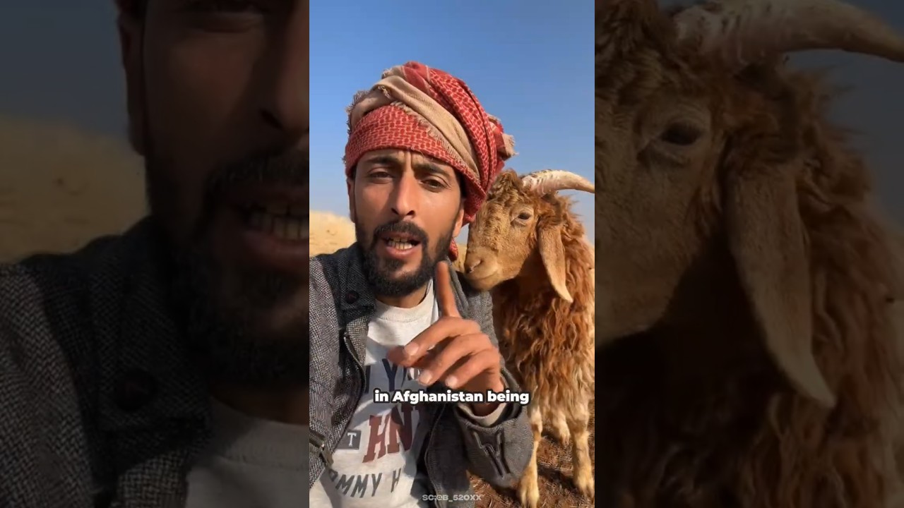 Настоящий пастух 😎