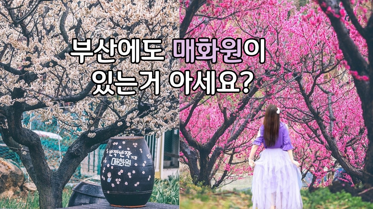 부산에도 매화원이 있는거 아세요? 부산 가볼만한곳 기장 매화원