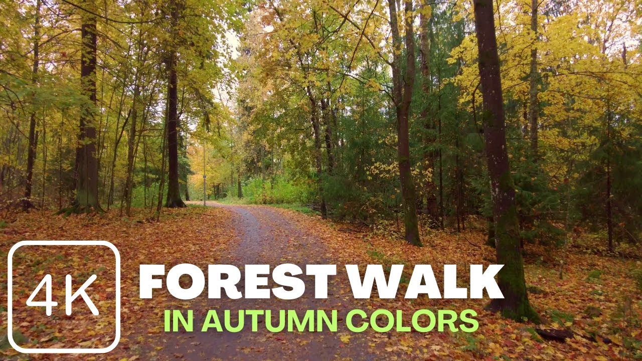 【4K】 Forest Walk in Autumn Colors - Rantaperkiö, Tampere