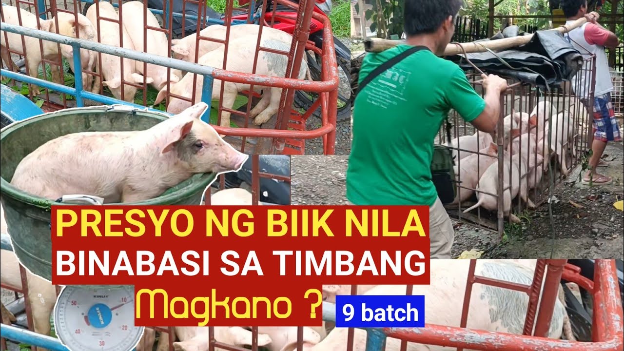 PRESYO NG BIIK NILA BINABASI SA TIMBANG l MAGKANO l Dodong Villaran