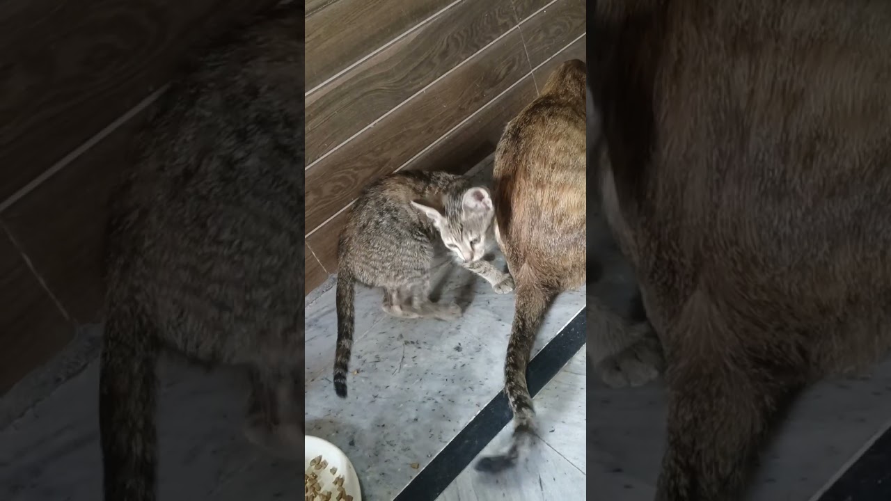 How to eat food in morning 🌄🤤 only 2 month kitten 🐾🐾 with mom#cat #foryou #babyanimal #cute #funny 