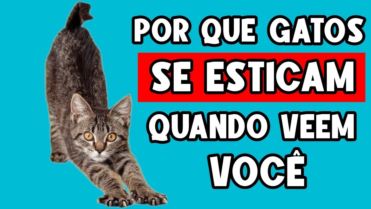 POR QUE SEU GATO SE ESTICA QUANDO VÊ VOCÊ (Não é o que você imagina 😴)
