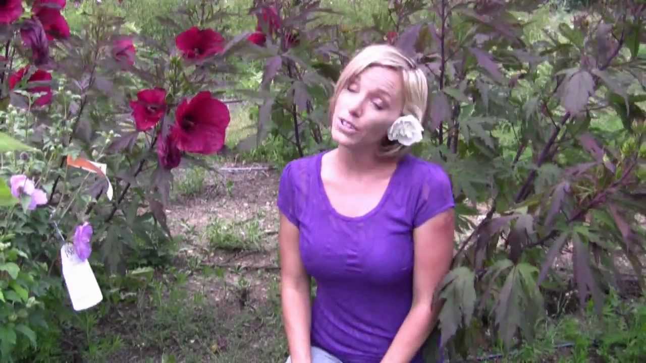 Different Types of Hibiscus Flowers - Step-By-Step Gardening