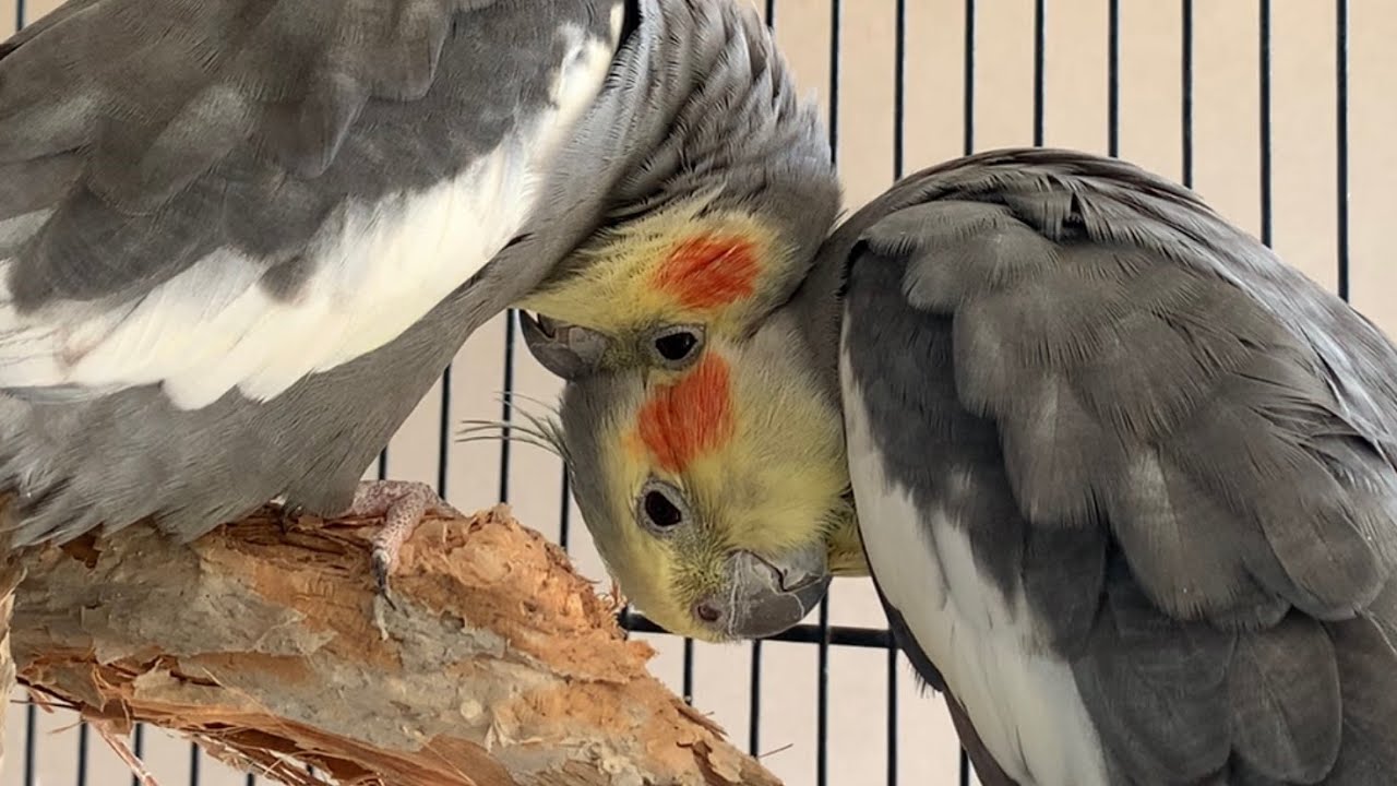 Cute Birbs Who Don't Know How To Preen Each Other