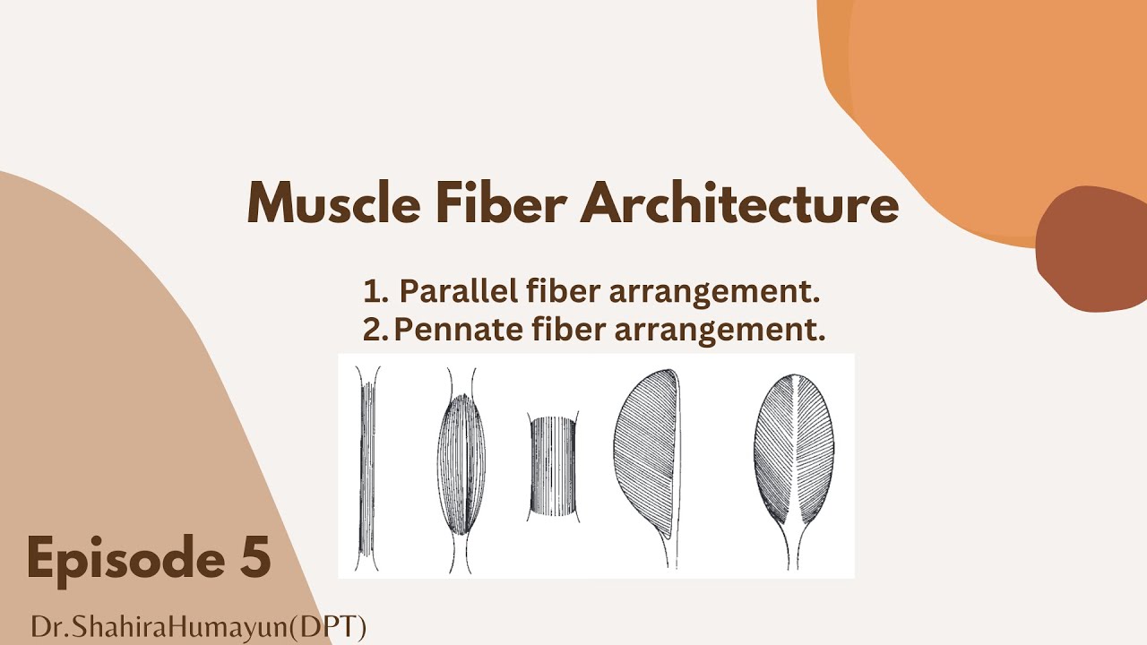 Muscle Fiber Architecture Explained: Parallel vs. Pennate |#biomechanics #physiotherapy