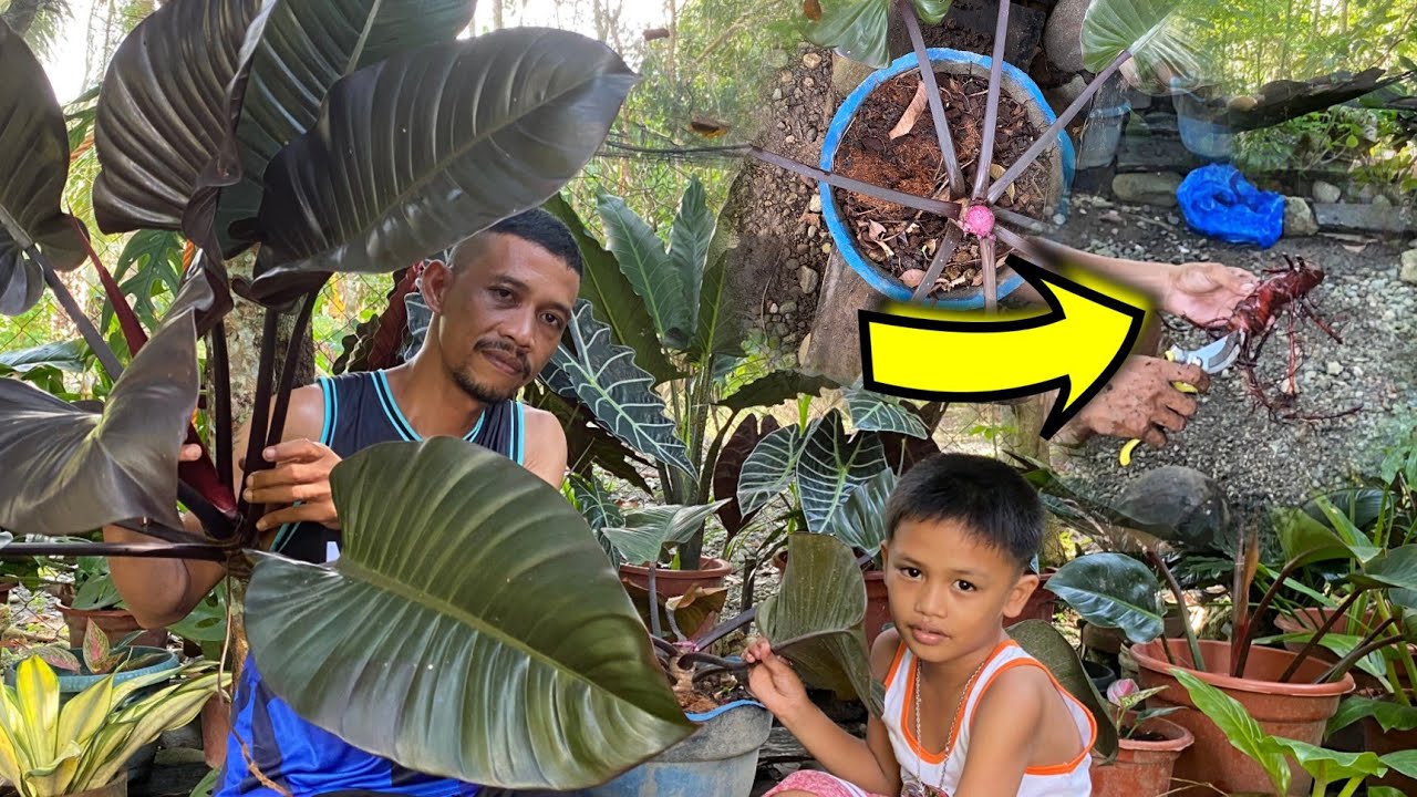 HOW TO PROPAGATE BLACK CARDINAL?