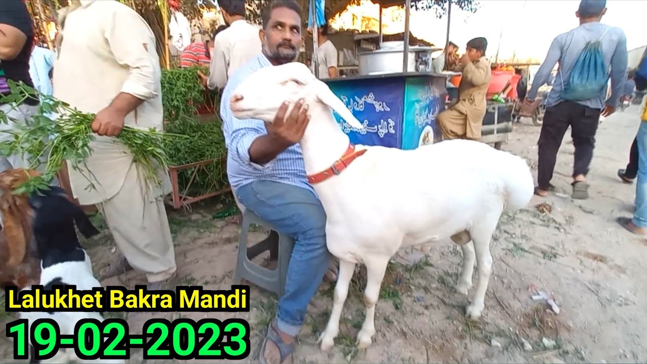 Lalukhet Bakra Mandi Pakistan Karachi 19-02-2023 | Sunday Goat Market | Bakra Mandi 2023
