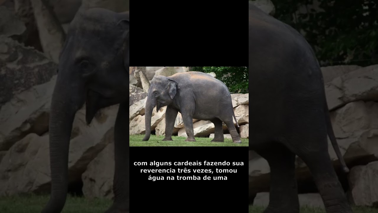 1514 - The elephant loved by the pope (Hanno or Annone)