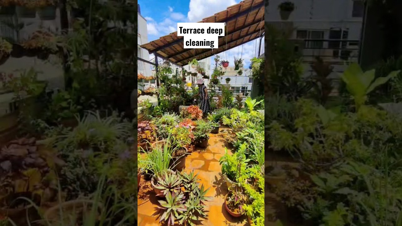 Terrace garden cleaning #shortvideo #garden  #terracegarden #hack #cleaning #shorts #home #trending