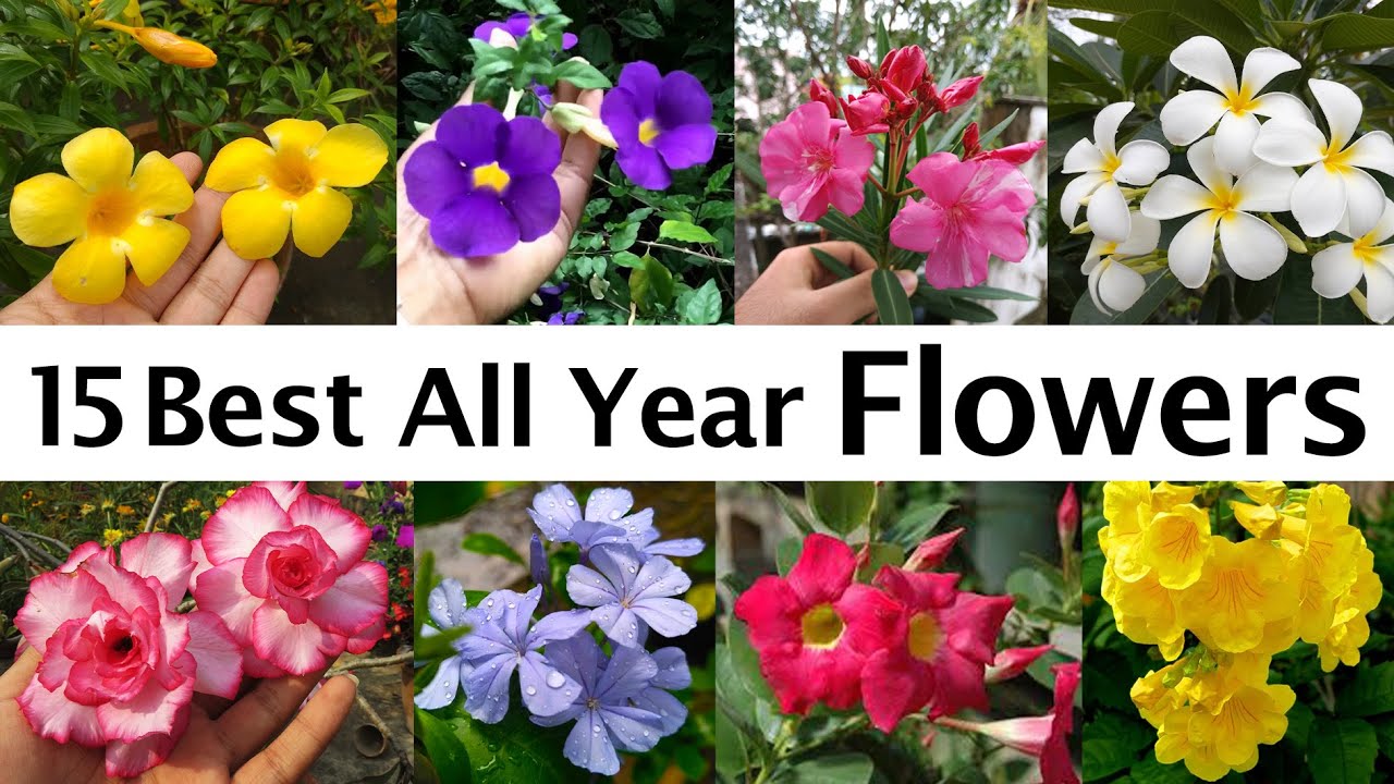 All Year Flowering Plants || All season flowers || Best Flower Plants for Summer, সারা বছর ফুল ।