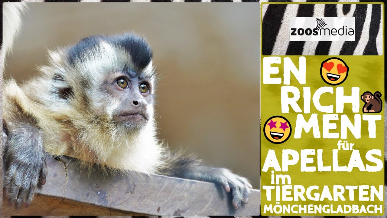 Tiergarten Mönchengladbach: APELLAS bekommen Enrichment | zoos.media