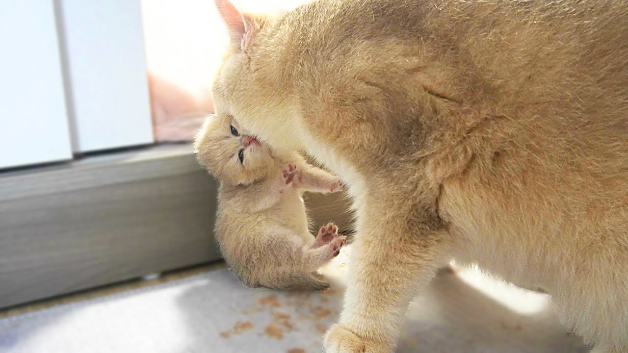 Mom cat clumsily carries all her kittens back the nest and wash them