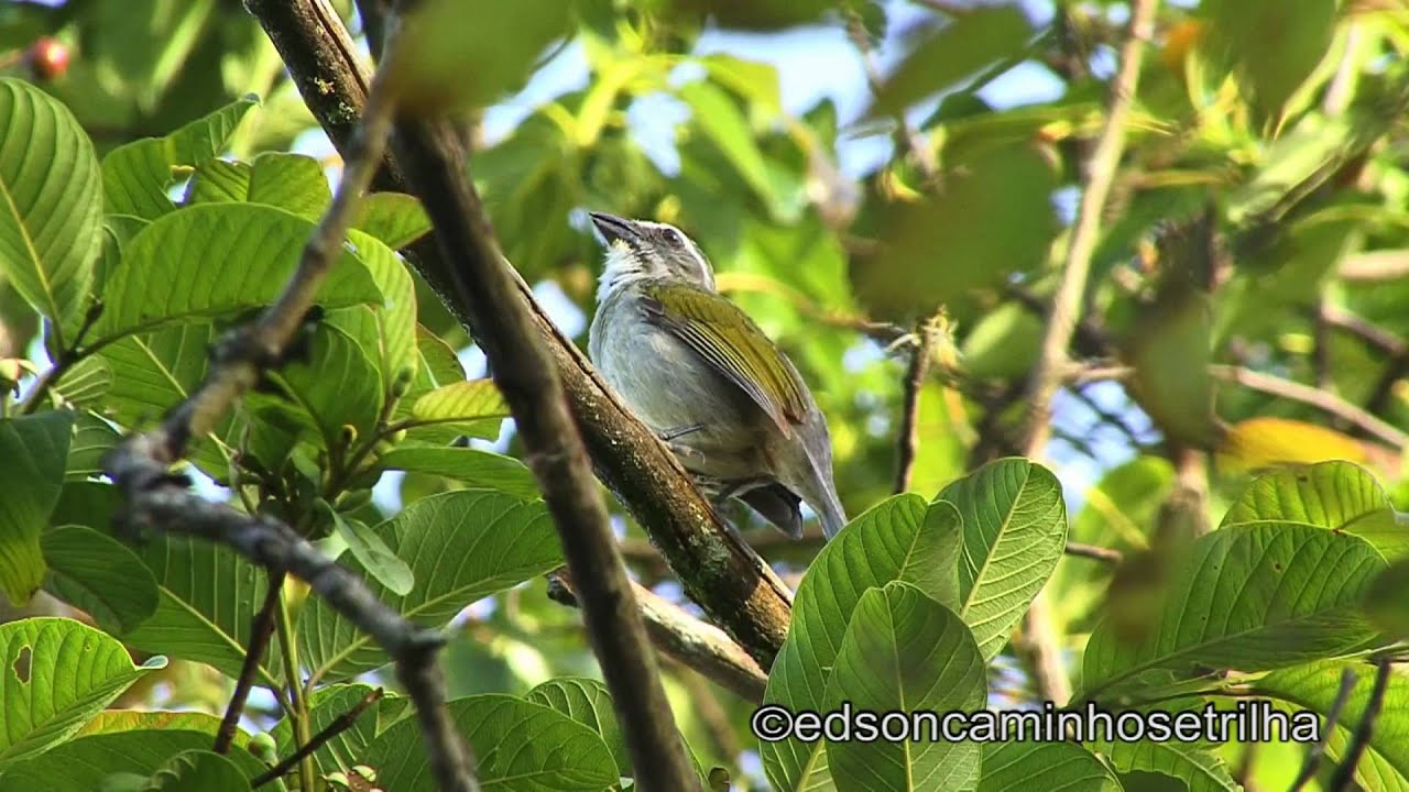 Trinca-ferro (Saltator similis)