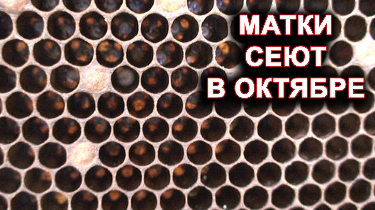Матки сеют в октябре. Семьи гибнут.