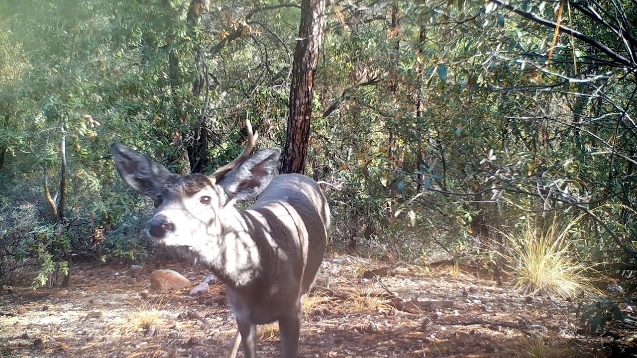 Trail Camera Setup and Pickup: Coues Whitetail Deer Rut (Scrape and Licking Branch)