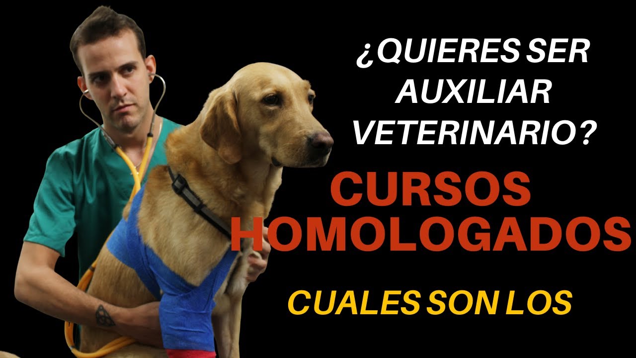 Cómo trabajar en clínicas veterinarias: Requisitos y Formación Necesaria